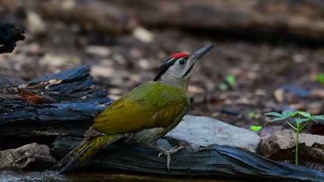 the grey-headed woodpecker is also called the grey-faced woodpecker is found in a lot of national parks in thailand and it is very particular in choosing its habitat in order for it to thrive