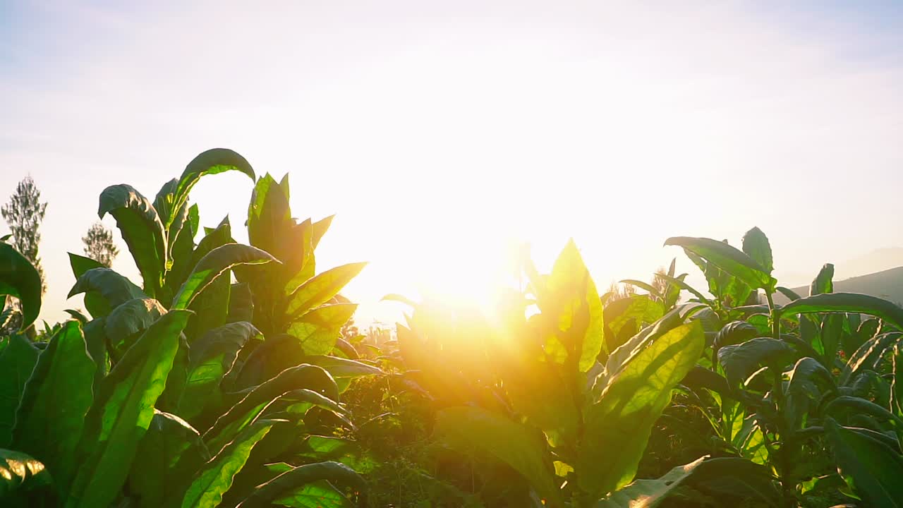 primer plano de hojas verdes de la planta de tabaco contra el amanecer dorado en la mañana en la plantación de tabaco
