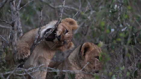 Lion-cub-playfully-chews-on-a-branch