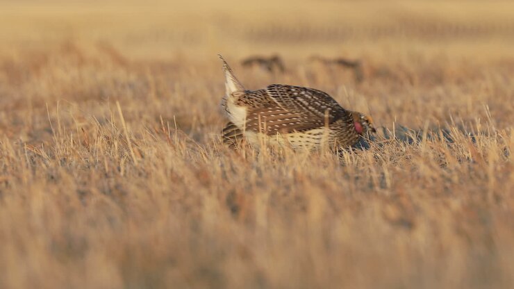 Sharp-tailed Grouse Male Adult Pair mating rituals in Spring Standoff Display in Saskatchewan, Canada
