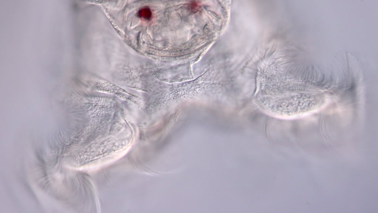 Microscopic View of a Rotifer