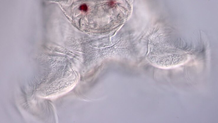 Microscopic View of a Rotifer