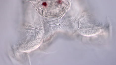 microscopic view of a rotifer
