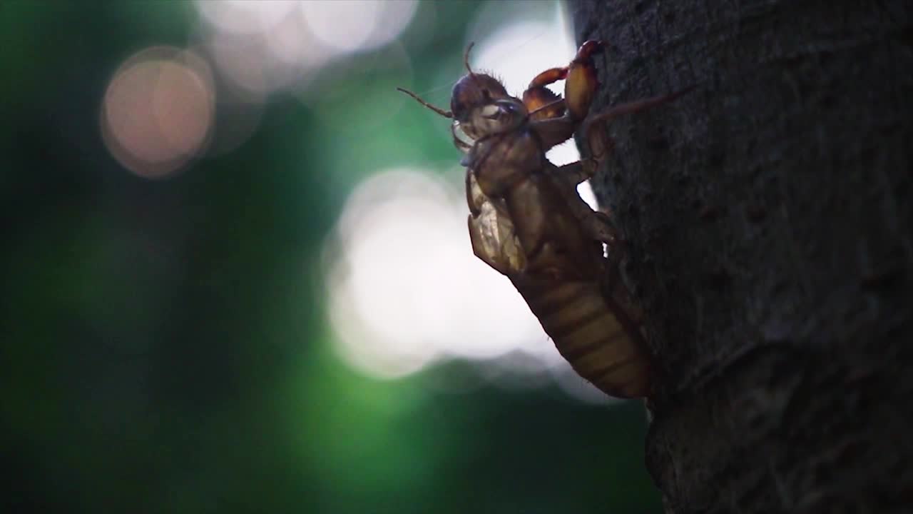 cerca de la concha de exoesqueleto de grillo en la corteza de los árboles