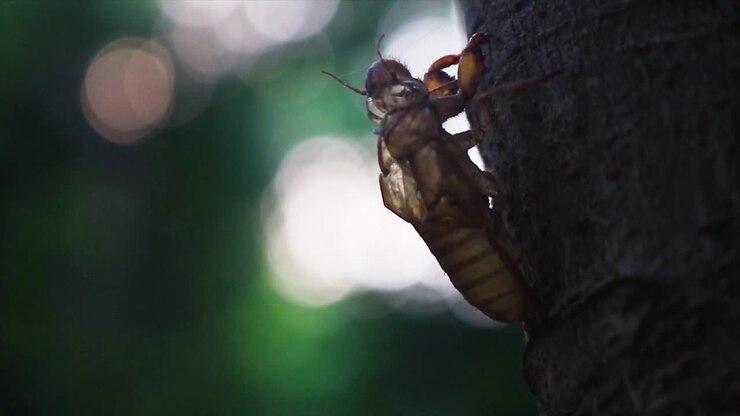 Primo piano di un esoscheletro di grillo sulla corteccia di un albero.