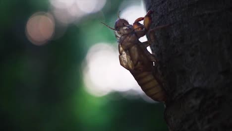 close up of cricket exoskeleton shell on tree bark