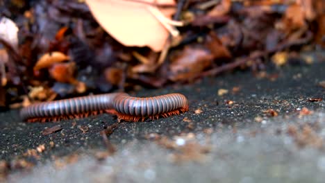 millipede crawling close-up on concrete wall in rain forest, thailand, uhd 4k video with copy space