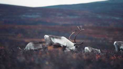 Eine-Nahaufnahme-Der-Rentierherde,-Die-In-Der-Herbstlichen-Tundra-Weidet