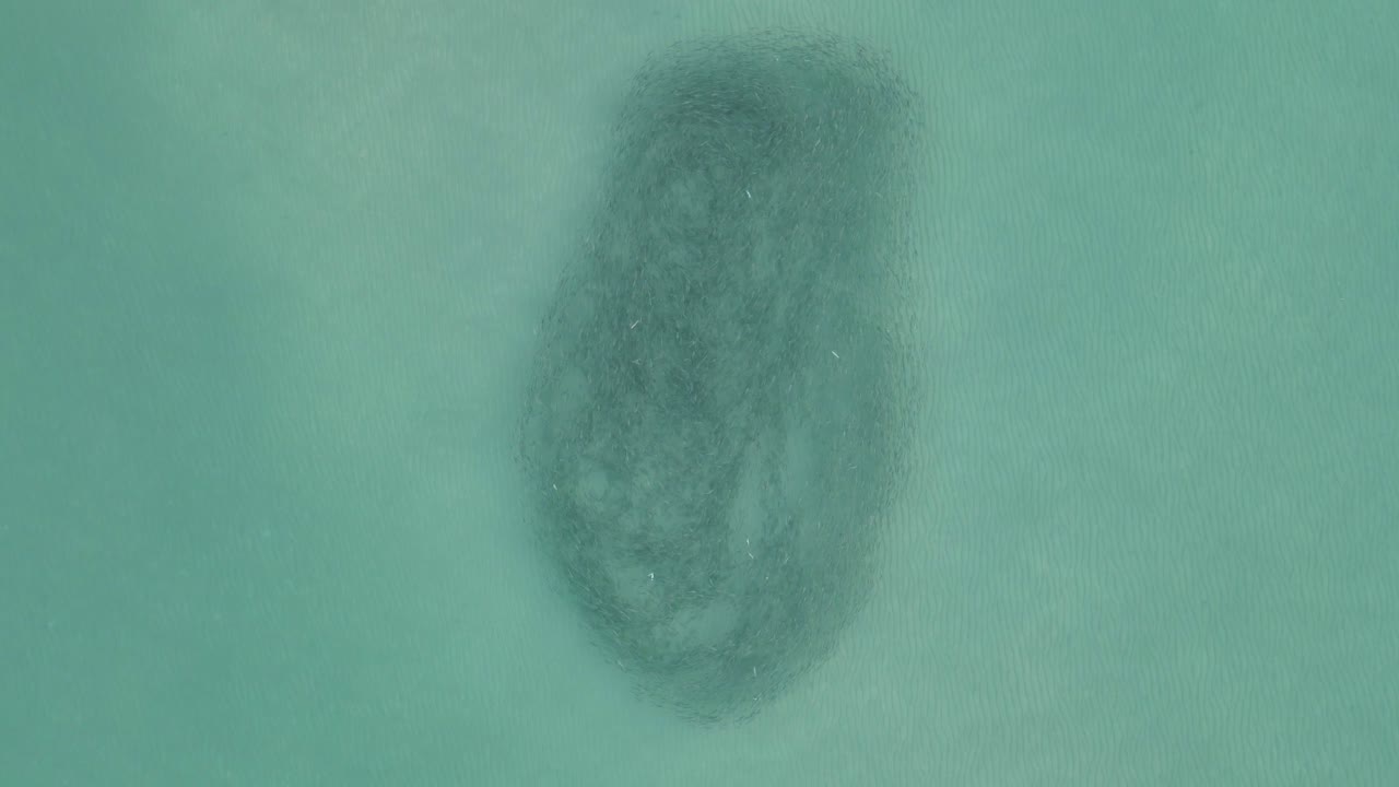 gran escuela de muleta de plata forma bola de cebo, visto desde una antena vertical