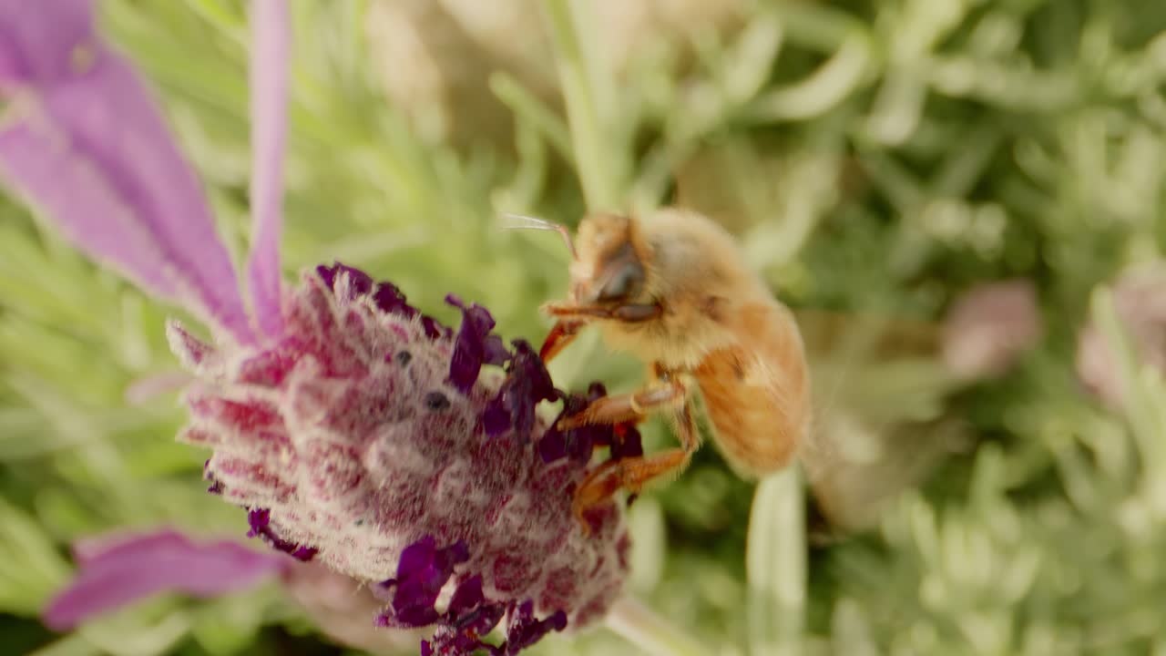 крупный план пчелы, собирающей нектар из яркого лавандового цвета в саду летом