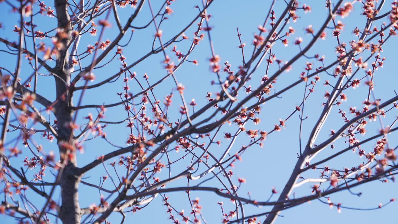 Un primo piano di rami fioriti all'inizio della primavera