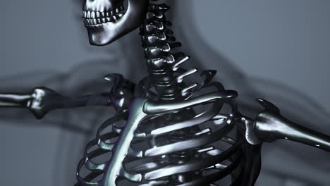 3d rendered medical animation of male bones anatomy