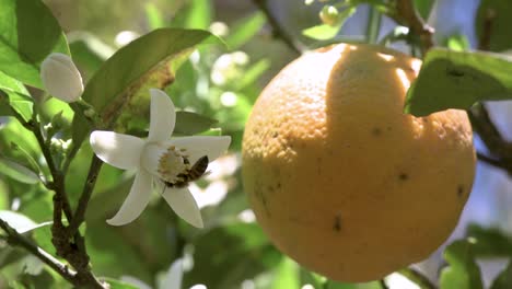 las abejas visitan y polinizan los árboles de naranja dulce con flores y frutos