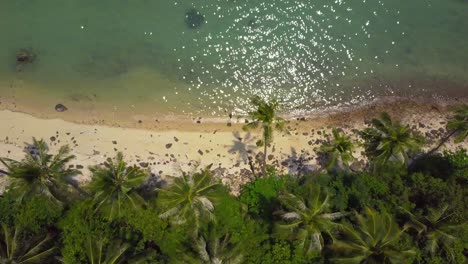 vuelo aéreo sobre una playa tropical con palma de coco