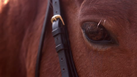 close up view of a horse eye