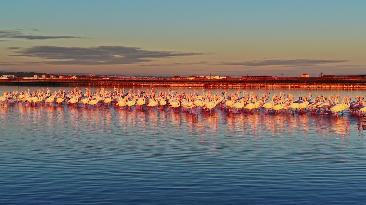 Flamingos standing in water during sunset in a coastal area