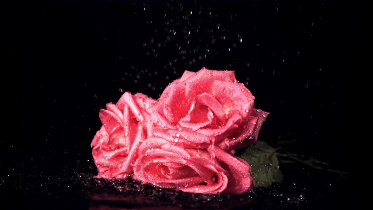 Gocce d'acqua che cadono al rallentatore su due rose rosa