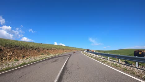 Driving-a-Car-on-a-Road.-Cows-blocked-the-way-for-traffic.