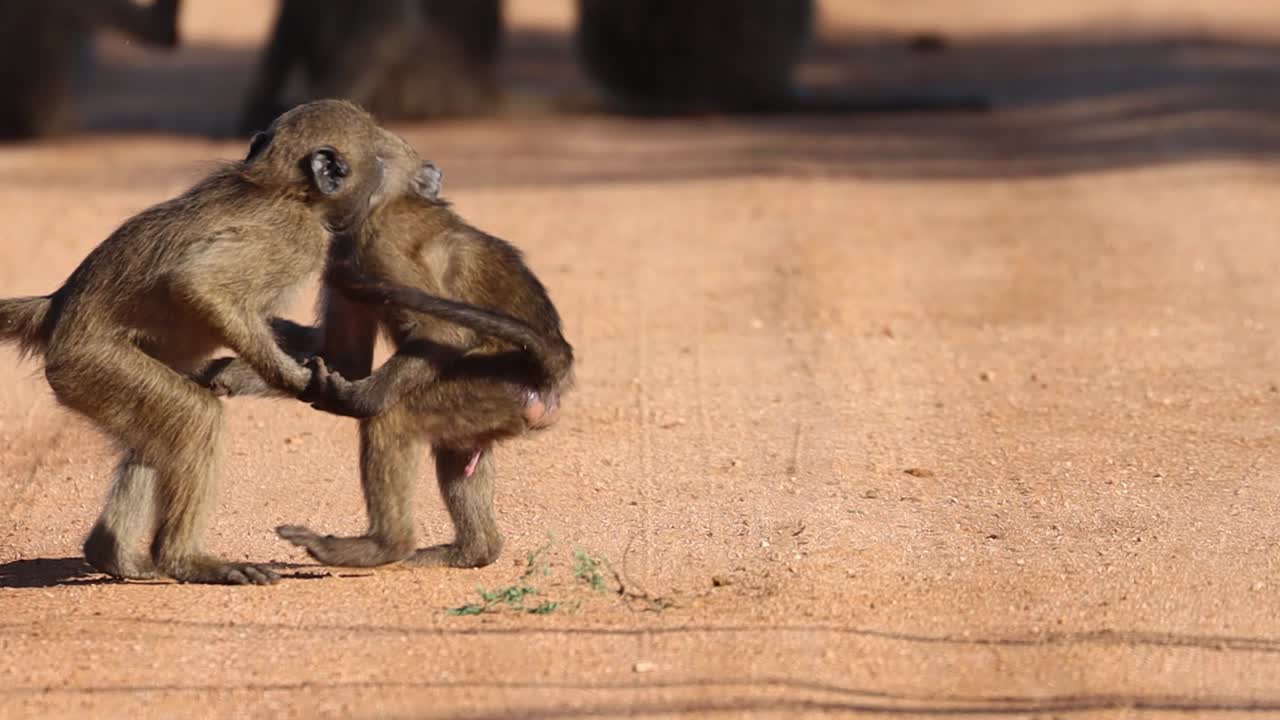 cámara lenta de dos jóvenes babuinos juegan peleando entre sí, parque nacional kruger