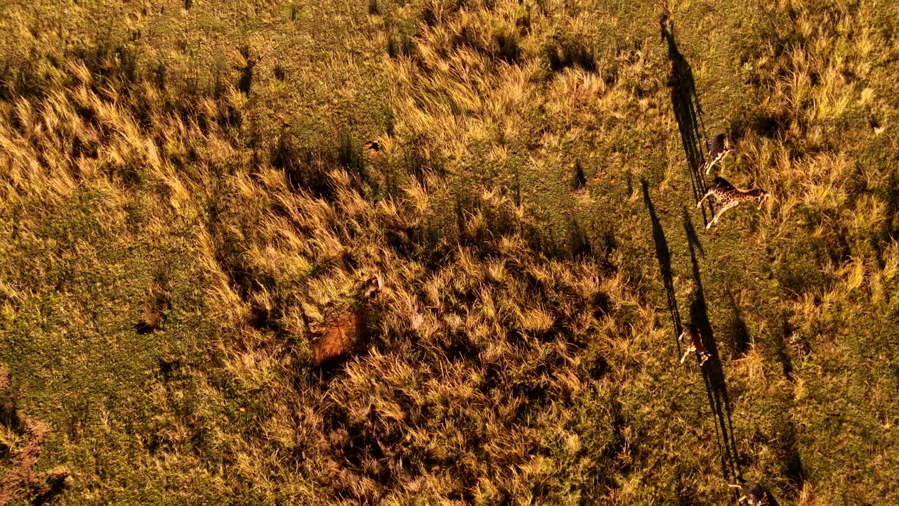 High angle drone view of Cape giraffe family walking into sunset over field