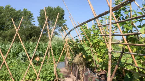 un huerto con palos cruzados para que las plantas de frijol sigan creciendo
