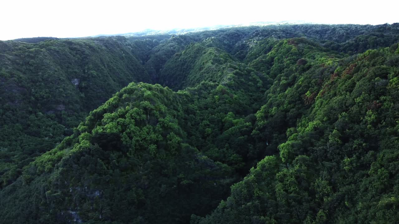 una vista aérea, un dron captura el denso bosque del este de maui, donde las copas de los árboles forman un vasto y ininterrumpido dosel, ilustrando la naturaleza intacta y prístina del exuberante desierto de hawai.
