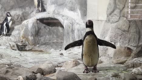 penguins in their enclosure