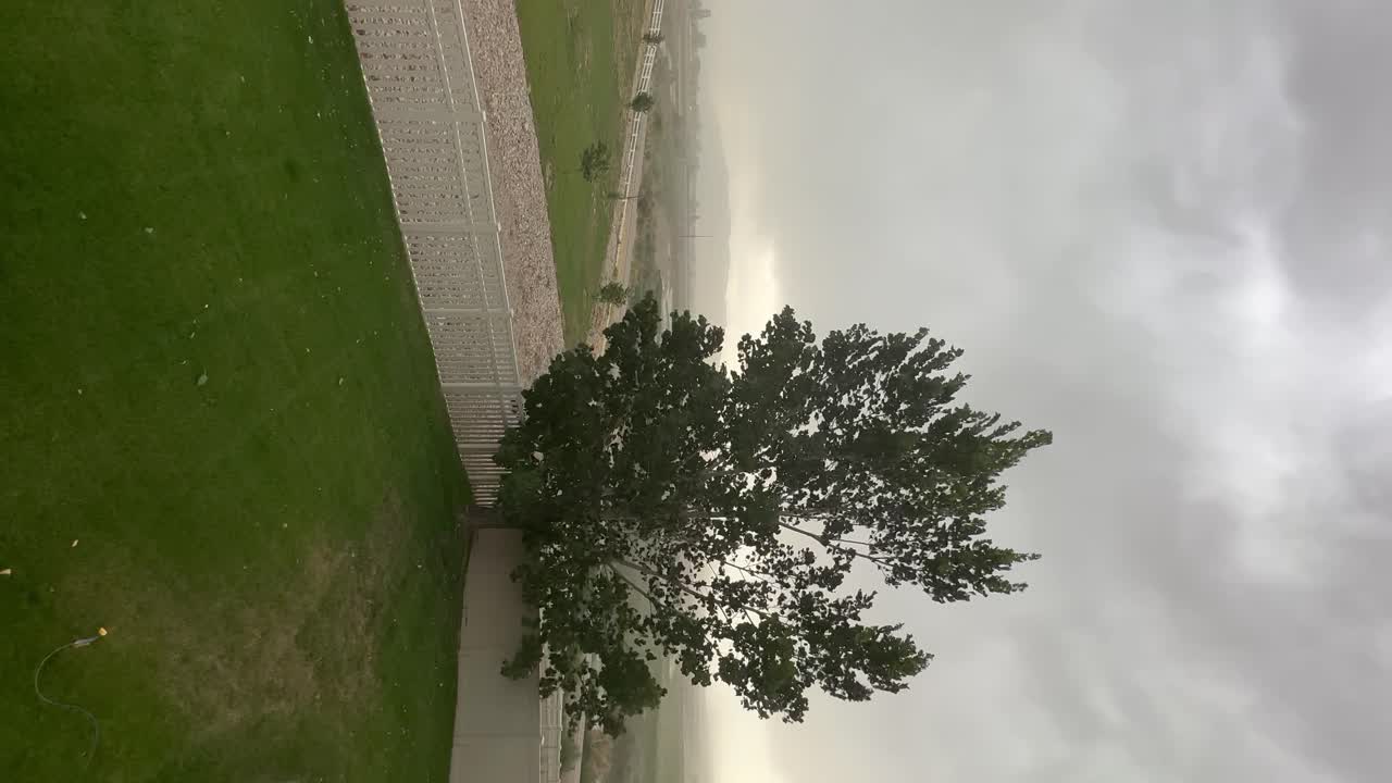 강한 바람이 여름 폭풍 중에 높은 나무를 불어넣고 있다