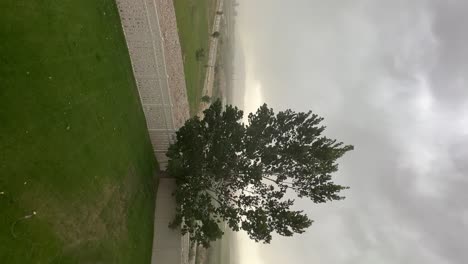 fuertes vientos huracanados soplan un árbol alto durante una tormenta de verano