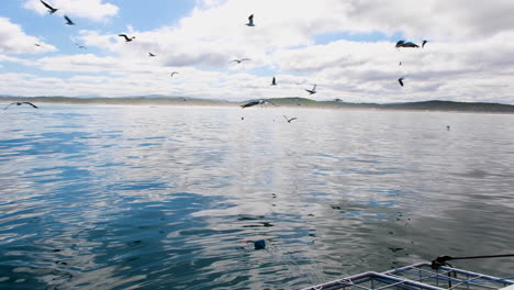tiburón se lanza al cebo frente a la jaula de tiburones - océano en calma, gaviotas en vuelo