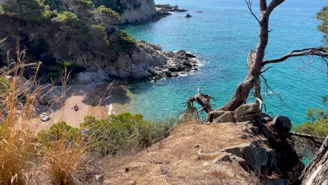 Costa-Brava-Wunderschöner-Jungfräulicher-Strand-Mit-Transparentem-Türkisfarbenem-Wasser-Von-Kiefern-Und-Felsen-Gelber-Sand-Wenige-Leute-Gerona-Katalonien-Mittelmeer-Panoramische-Aussicht-Tossa-De-Mar-Bucht-Llevad?