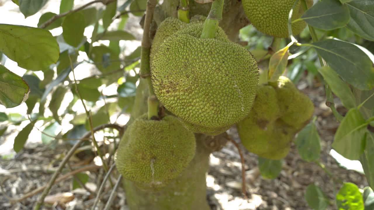 View of jackfruit on tree panning around displaying it's green skin and spikes leaves on tree base of trunk in botanical garden