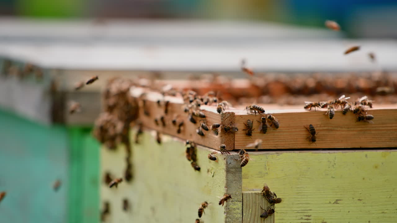 Bees on a wooden hive. Bees flying and crawling on a beehive on blurred background. Bees making natural honey in summer. Close-up.
