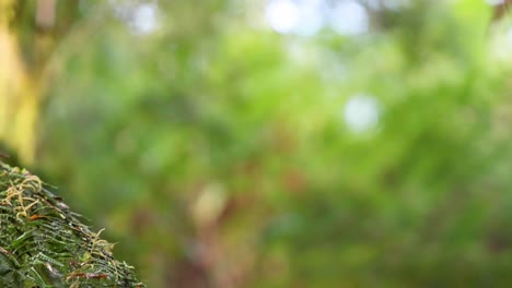 primer plano de hojas que gotean agua en el bosque tropical