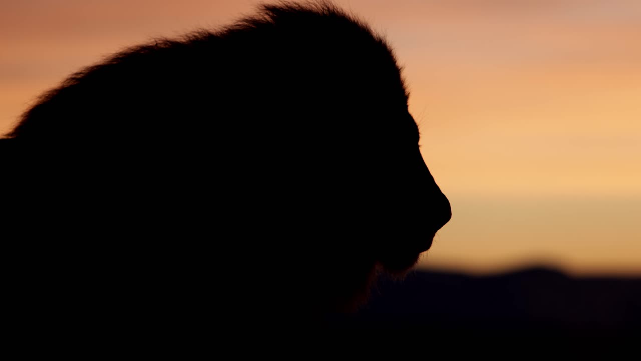 la silueta del león convierte su cabeza en el amanecer