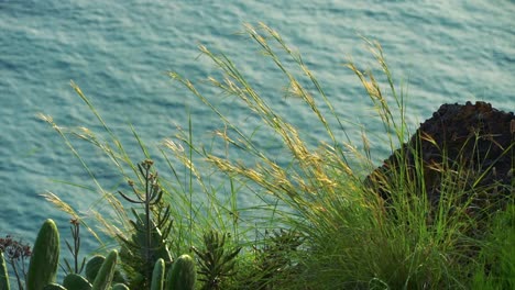 close up footage of grass in a cliff with the sea behind