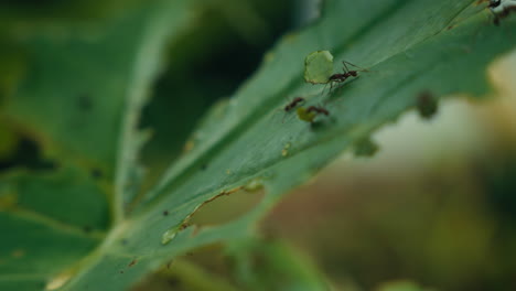 leaf cutter ants carrying leaves