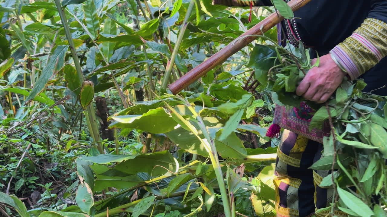 A Black Dao woman gathers medicinal herbs in Tả Phìn, Sa Pa, wearing traditional attire and holding a sickle.