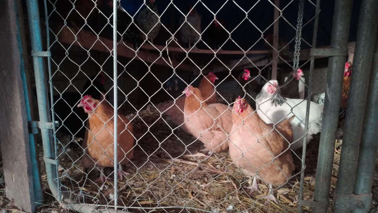 Un recinto pieno di galline in una stalla