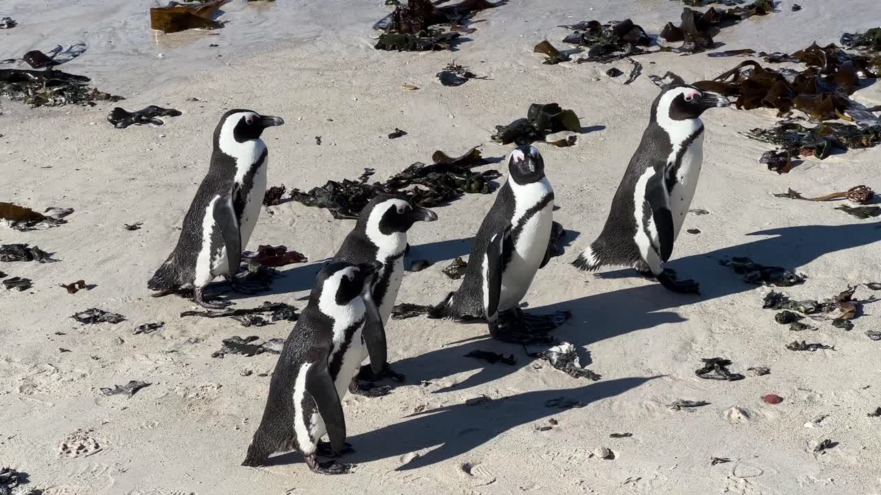 해변을 따라  ⁇ 이  ⁇ 고 있습니다.