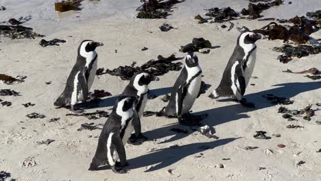 pingüinos caminando por la playa