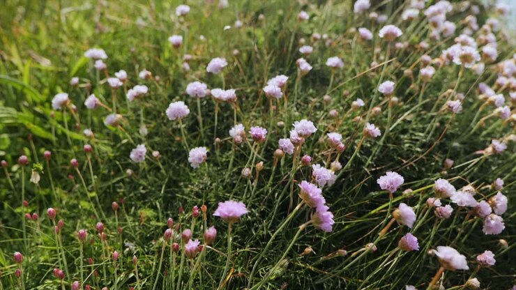 Una macro che cattura fiori rosa di armeria marittima che sbocciano in una rigogliosa erba costiera, mostrando la flora vibrante della Bretagna, Francia. Ideale per esigenze di filmati stock di natura e floreali