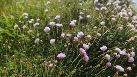 a macro shot capturing pink sea thrift flowers blooming in lush coastal grass, showcasing the vibrant flora of brittany, france. ideal for nature and floral stock footage needs.