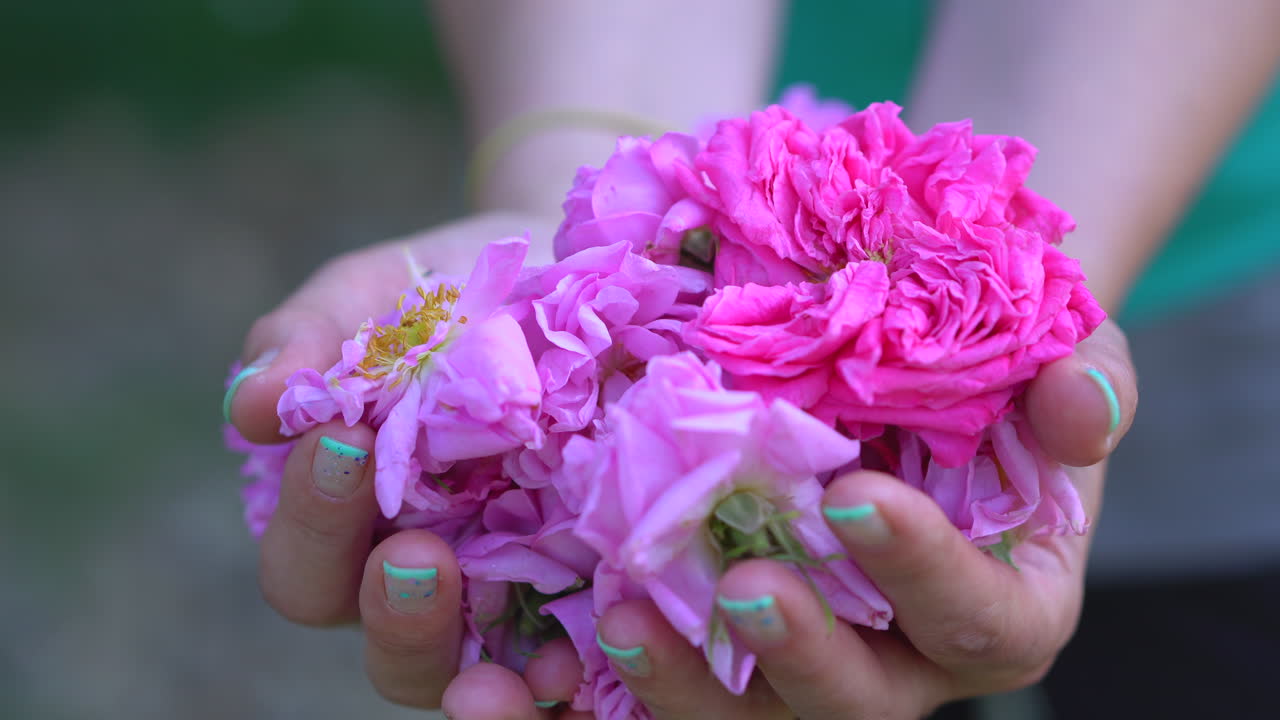 Girl taking pink rose petals. Pan from left to right. Close up. Distillery for processing of rose oil and water hydrosol from damascena rose flowers. Rose Valley of Kazanlak. Harvest time in Bulgaria