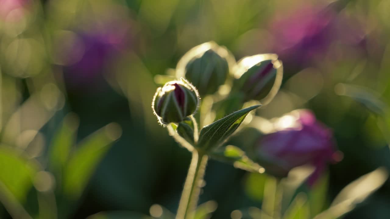 Pink flower buds are gradually opening, illuminated by warm sunlight in a vibrant garden setting, with other flowers blurred in the background