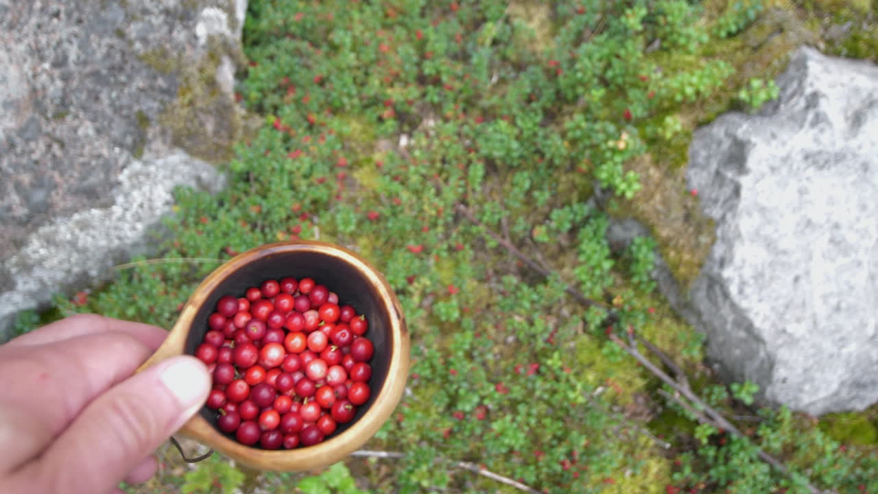 Off-grid lifestyle concept, POV looking down at cup of red lingonberries
