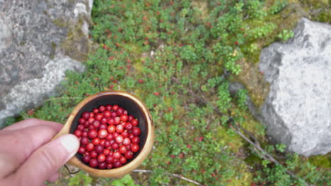 off-grid lifestyle concept, pov looking down at cup of red lingonberries