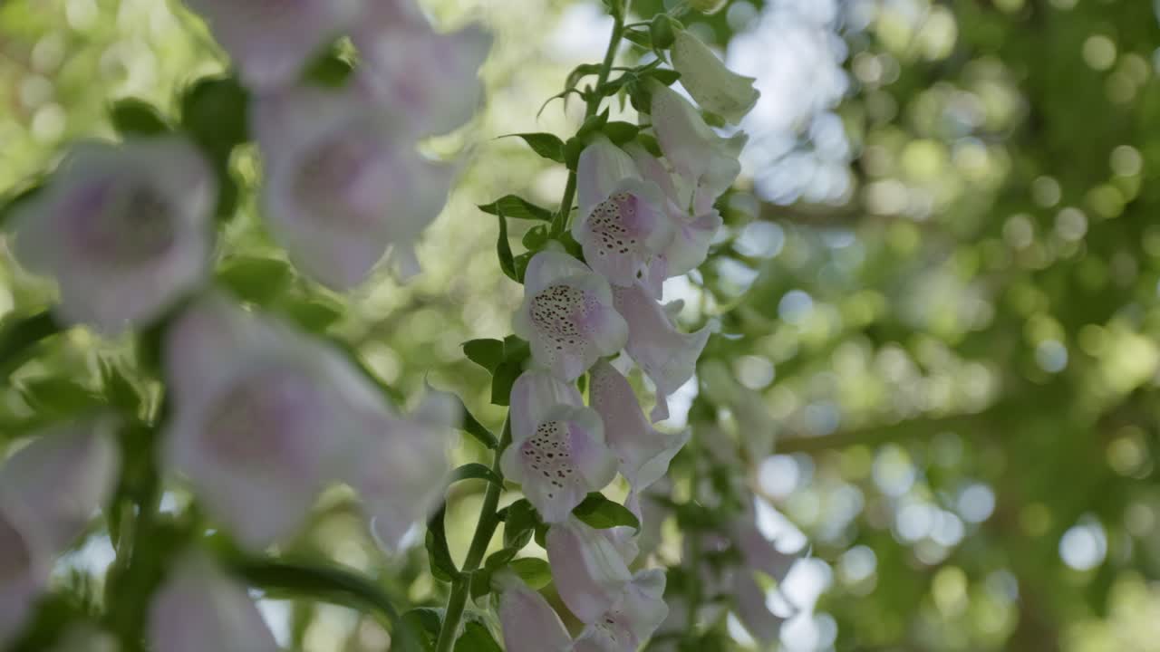 Digitalis, Foxgloves Blooming Flowers. Selective Focus Shot