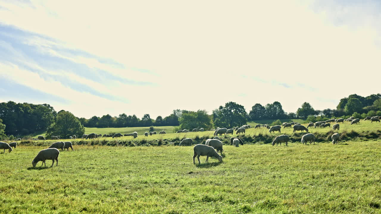 Pecore al pascolo riempiono i campi verdi sotto la luce soffusa del sole, creando una pacifica scena rurale in campagna.