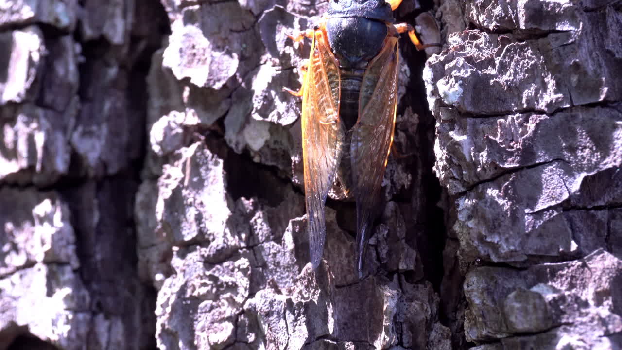 una cría x cigarra trepa por la corteza de un árbol